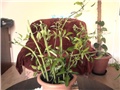 jasmin azoricum