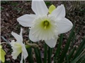 bijlei narcis