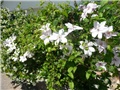 klematis
