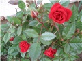 Mini ruže