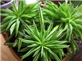 Peperomia ferreyrae