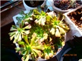 aeonium-beb