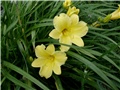 hemerocalis2