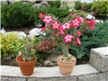 Adenium obesum