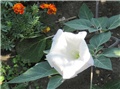 Datura