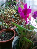 cyclamen