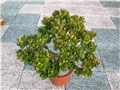 Crassula ovata