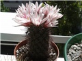 Mammillaria 