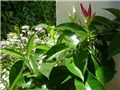 mandevila