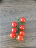 Cherry rajčica