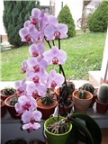 Phalaenopsis