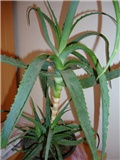 aloe 3