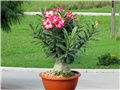 Adenium obesum