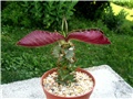 Monadenium magnificum 