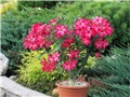 Adenium obesum