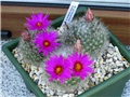 mammillaria guelzowiana