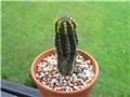 Euphorbia fruticosa