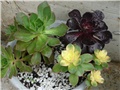 aeonium