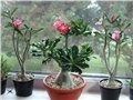adenium