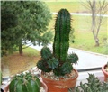 euphorbia fruticosa