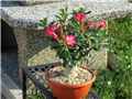 Adenium obesum