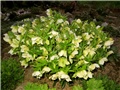 kukurijek helleborus