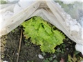 Zelena salata