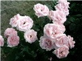 roze ruže1