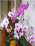 Moje orhidje