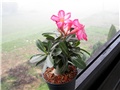 Adenium obesum sijanci ožujak 2012