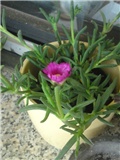 delosperma