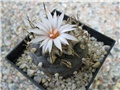 turbinicarpus  schwarzii