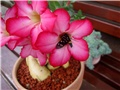 Adenium obesum, leptir