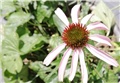 Echinacea