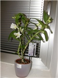 Orhideja - Dendrobium nobile