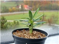 Pachypodium ambongense  