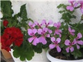 Pelargonije/3