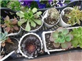 aeonium