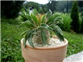 Pachypodium namaquanum