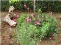 gaura