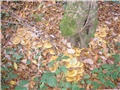 Gljiva 20048