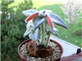 sinningia leucotricha