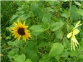 Mini suncokreti