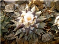 Ariocarpus