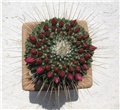 Mammillaria spinosissima 'un pico' 