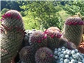 mammillaria