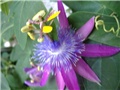 Isusova kruna lat.Passiflora