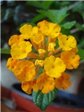 Lantana