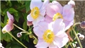 anemone
