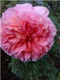 rosa Abraham Darby-Austin